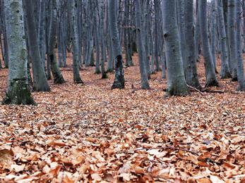 Autumn Home Security Special Autumn Home Security Special